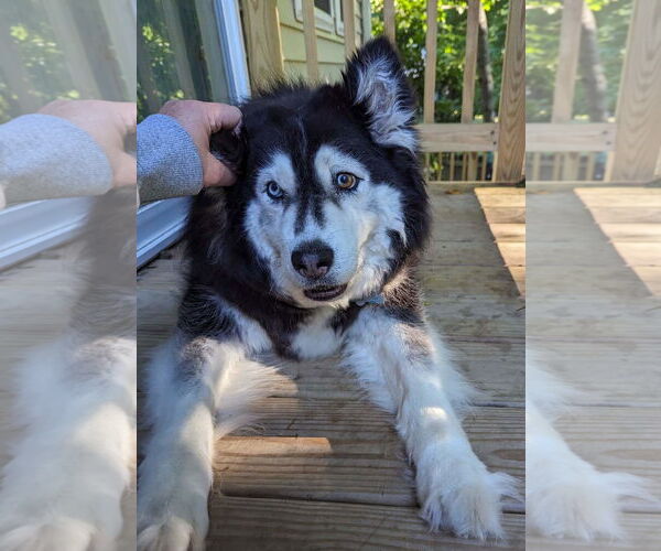 Medium Photo #2 Siberian Husky-Unknown Mix Puppy For Sale in Holly Springs, NC, USA