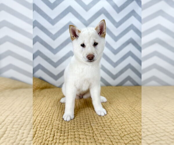 Medium Photo #4 Shiba Inu Puppy For Sale in Lakewood, CO, USA