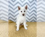 Small #3 Shiba Inu