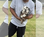 Small #21 Bulldog