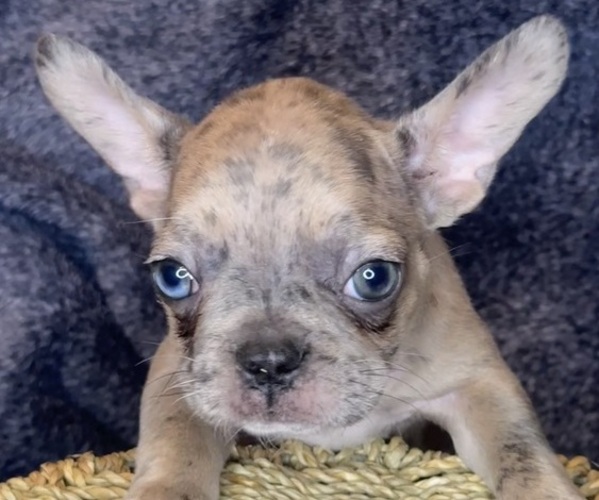 Medium Photo #9 French Bulldog Puppy For Sale in RIALTO, CA, USA