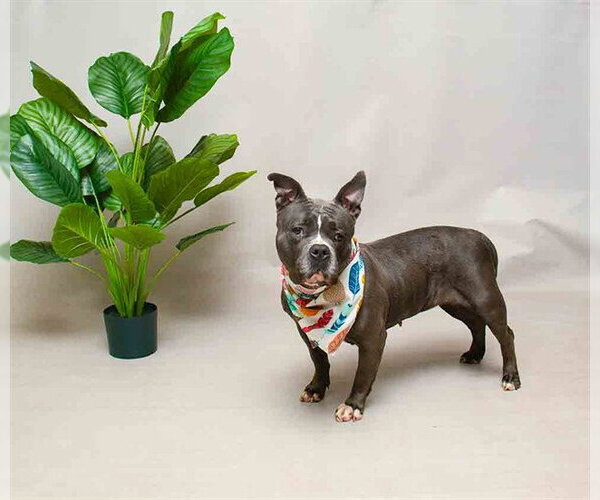 Medium Photo #2 Mutt Puppy For Sale in Sanford, FL, USA