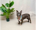 Small #1 Mutt