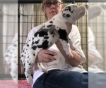 Small Photo #3 Great Dane Puppy For Sale in HOUGHTON LAKE, MI, USA