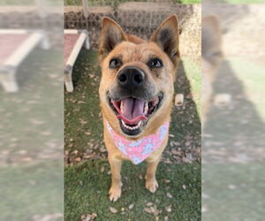 Roxie - Female Mutt Dog for Adoption - Photo #5