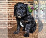 Small #8 Aussiedoodle
