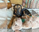 Small #2 German Shepherd Dog Mix