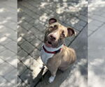 Small #4 Bullboxer Pit