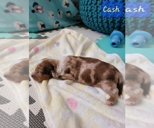 Medium Photo #2 Dachshund Puppy For Sale in THORNTON, CO, USA
