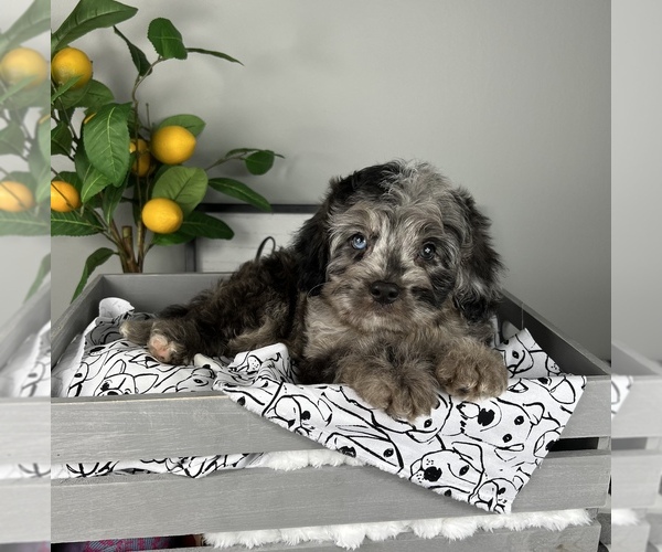 Medium Photo #6 Bernedoodle (Miniature) Puppy For Sale in FRANKLIN, IN, USA