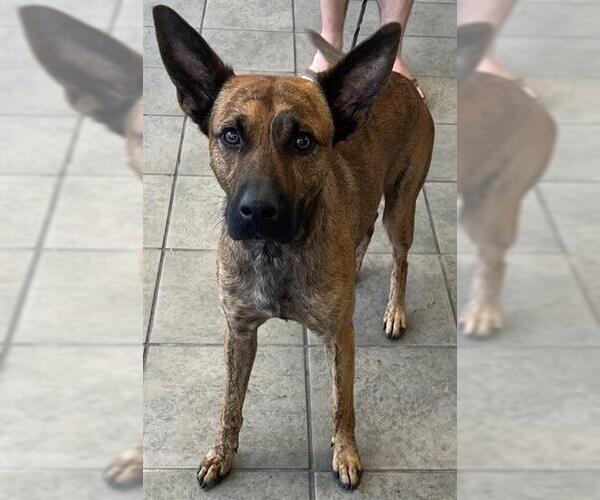 Medium Photo #1 Catahoula Leopard Dog-Unknown Mix Puppy For Sale in San Antonio, TX, USA