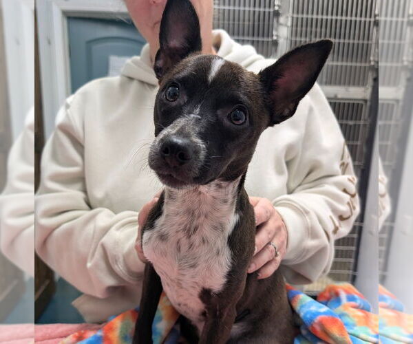 Medium Photo #1 Chihuahua-Unknown Mix Puppy For Sale in Chico, CA, USA