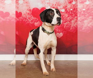 Mutt Dogs for adoption in Harrisburg, PA, USA