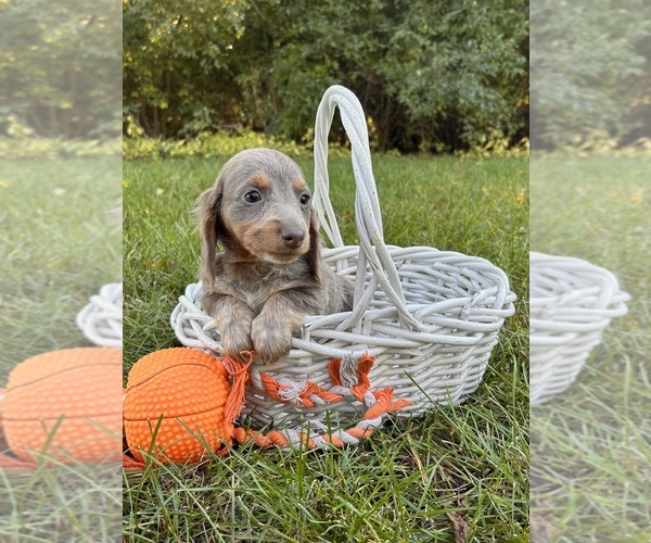 Medium Photo #2 Dachshund Puppy For Sale in MIDDLEBURY, IN, USA