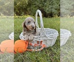 Small #1 Dachshund