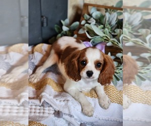 Cavalier King Charles Spaniel Puppy for sale in NEOSHO, MO, USA