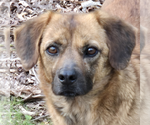 Small #1 Boxer-Pug Mix