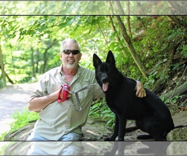 Medium Photo #1 German Shepherd Dog Puppy For Sale in ASHVILLE, OH, USA