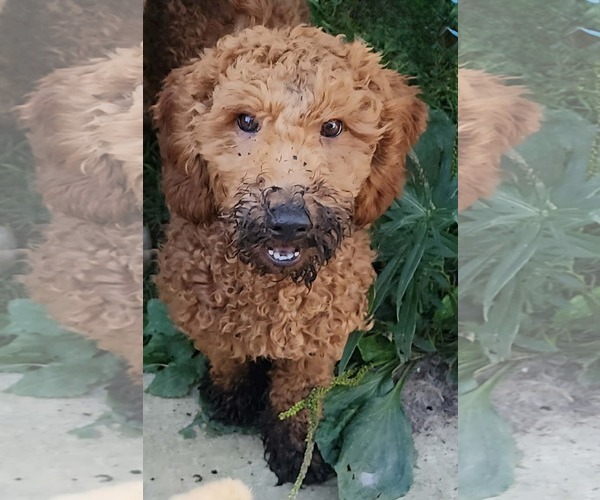 Medium Photo #2 Mutt Puppy For Sale in Cuba, NY, USA