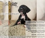 Puppy 7 Dogo Argentino-Vizsla Mix