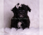Small Photo #37 Morkie Puppy For Sale in WARSAW, IN, USA
