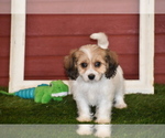 Small Photo #12 Cavachon Puppy For Sale in ELDORADO, OH, USA