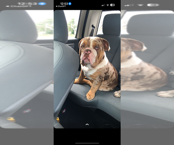 Medium Photo #1 Bulldog Puppy For Sale in WILLIAMSPORT, PA, USA