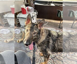 German Shepherd Dog-Unknown Mix Dogs for adoption in Brewster, NY, USA