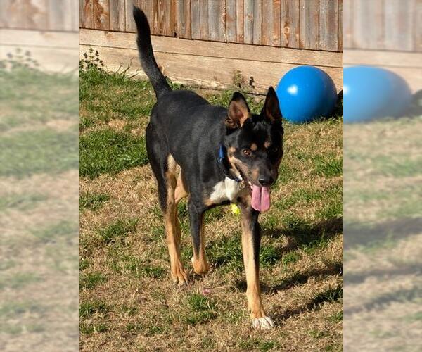 Medium Photo #2 Australian Kelpie-Unknown Mix Puppy For Sale in Plano, TX, USA