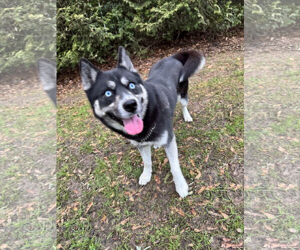 Medium Photo #6 Border Collie-Siberian Husky Mix Puppy For Sale in Cumming, GA, USA