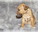 Small Photo #5 Bull Terrier Puppy For Sale in BUCKLIN, KS, USA