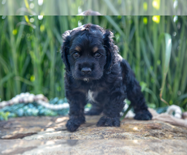 Medium Photo #18 Cocker Spaniel Puppy For Sale in BALTIC, OH, USA