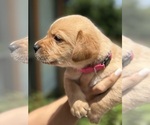 Small #6 Labrador Retriever