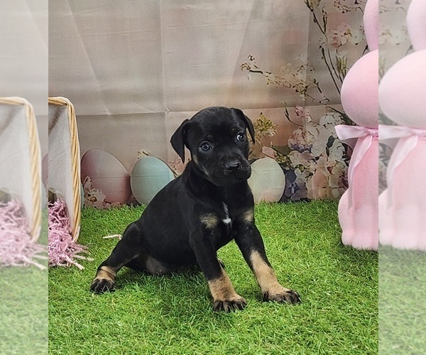 Medium Photo #1 Catahoula Leopard Dog Puppy For Sale in CUMBY, TX, USA