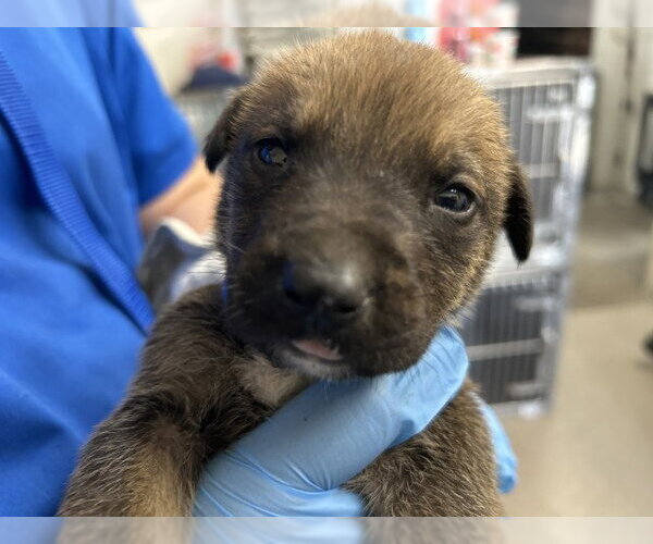Medium Photo #1 Mutt Puppy For Sale in San Bernardino, CA, USA