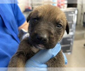 Mutt Dogs for adoption in San Bernardino, CA, USA