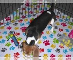 Small #5 Beagle