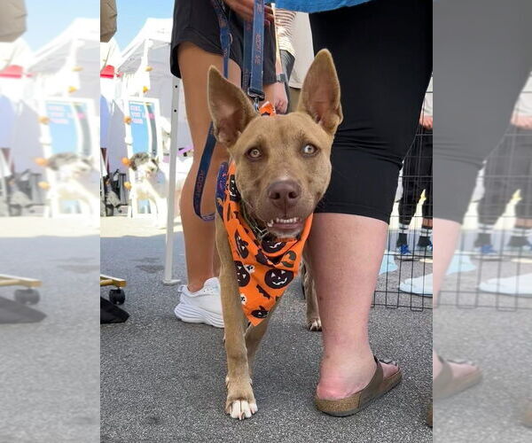 Medium Photo #17 American Pit Bull Terrier-Huskies  Mix Puppy For Sale in Raleigh, NC, USA