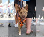 Small #16 American Pit Bull Terrier-Huskies  Mix