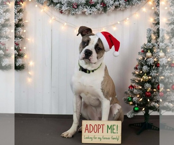 Medium Photo #1 Boxer-Unknown Mix Puppy For Sale in Fenton, MO, USA