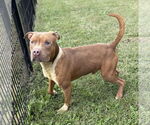 Small #1 American Pit Bull Terrier Mix