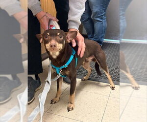 Miniature Pinscher-Unknown Mix Dogs for adoption in Stockton, CA, USA