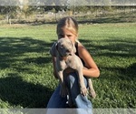 Small #2 Weimaraner