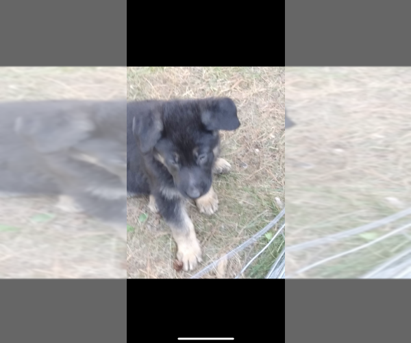 Medium Photo #3 German Shepherd Dog Puppy For Sale in AMBERG, WI, USA