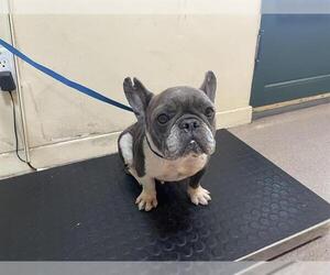 French Bulldog Dogs for adoption in Pasadena, CA, USA