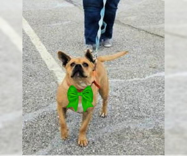 Medium Photo #7 Bulldog-Dogue de Bordeaux Mix Puppy For Sale in Mt. Laurel, NJ, USA