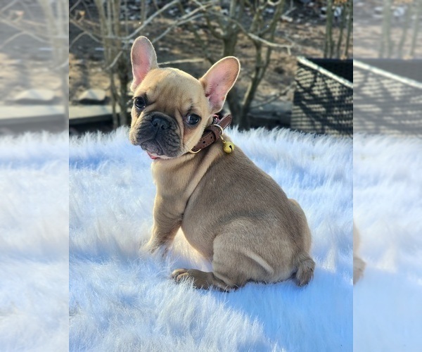 Medium Photo #1 French Bulldog Puppy For Sale in CRANSTON, RI, USA