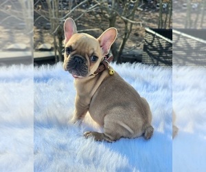 Medium French Bulldog
