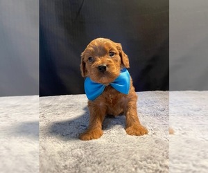 Goldendoodle (Miniature) Puppy for Sale in CALIFORNIA, Missouri USA