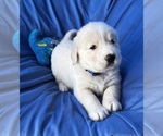 Small Photo #2 Golden Labrador Puppy For Sale in LIVE OAK, FL, USA
